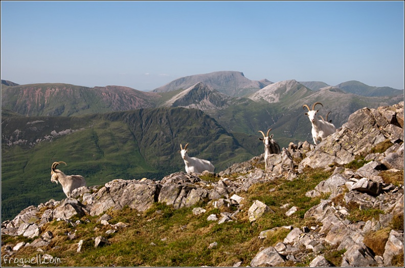 Mountain Goats with Ben Nevis in the background